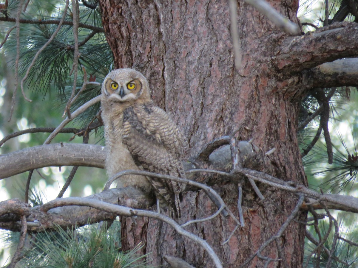 Great Horned Owl - ML620475202