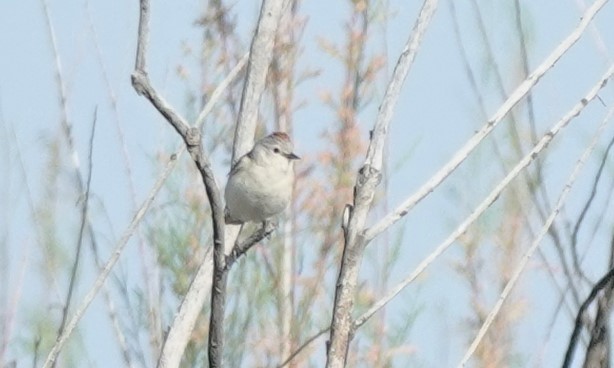 Lucy's Warbler - ML620475203