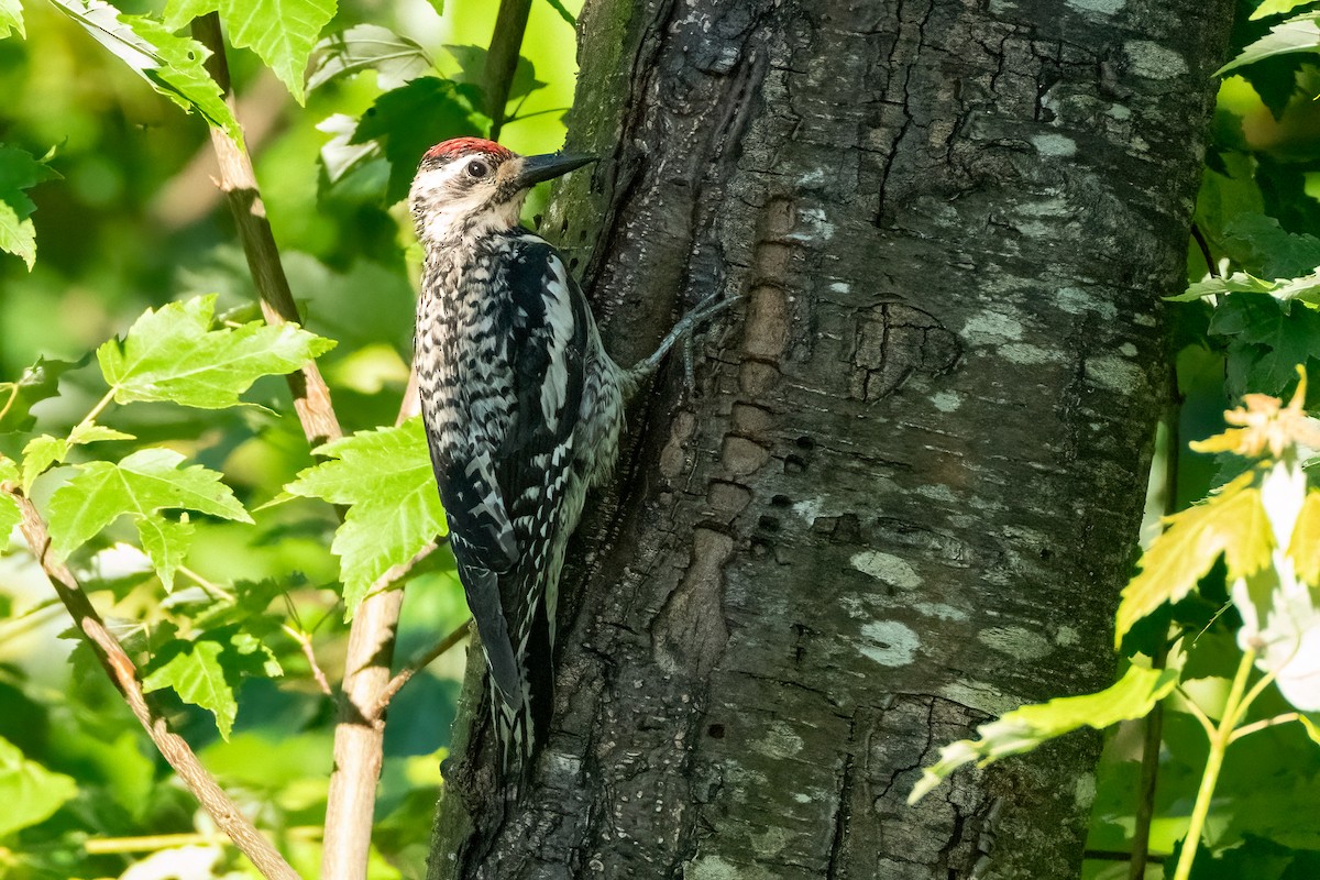 Yellow-bellied Sapsucker - ML620475209