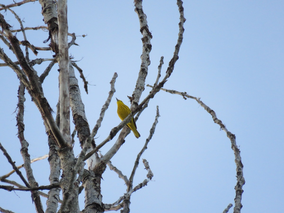 Yellow Warbler - ML620475210