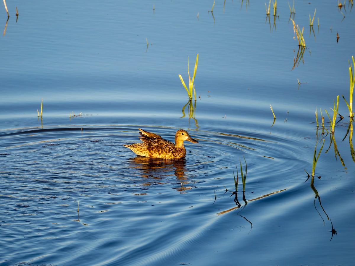 Cinnamon Teal - ML620475212