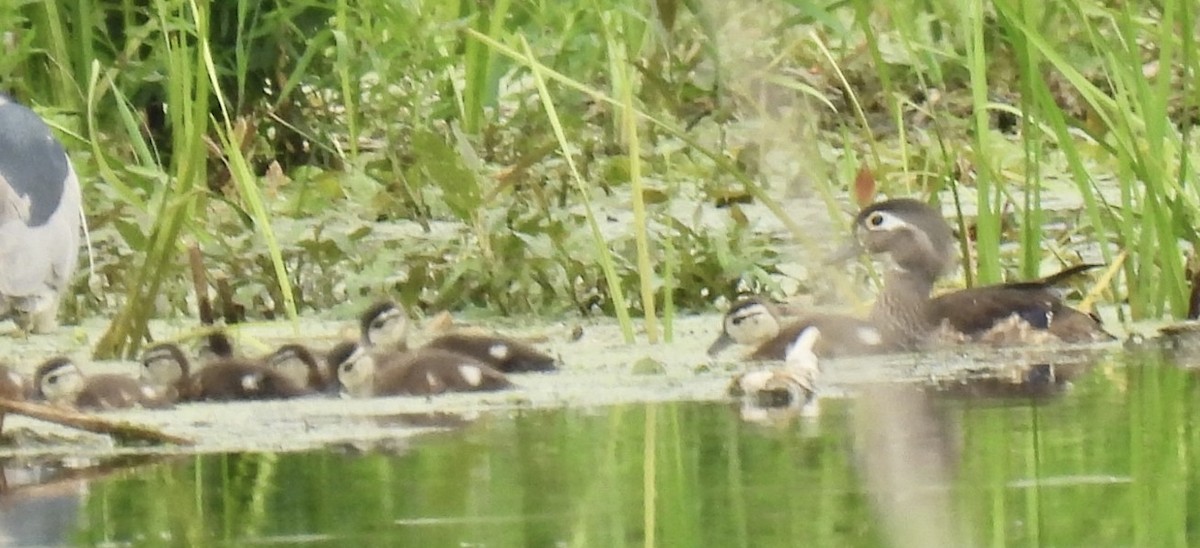 Wood Duck - ML620475213