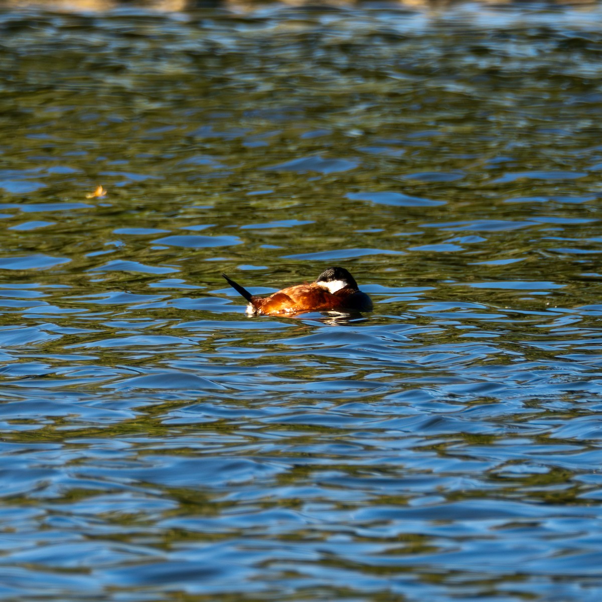 Ruddy Duck - ML620475217