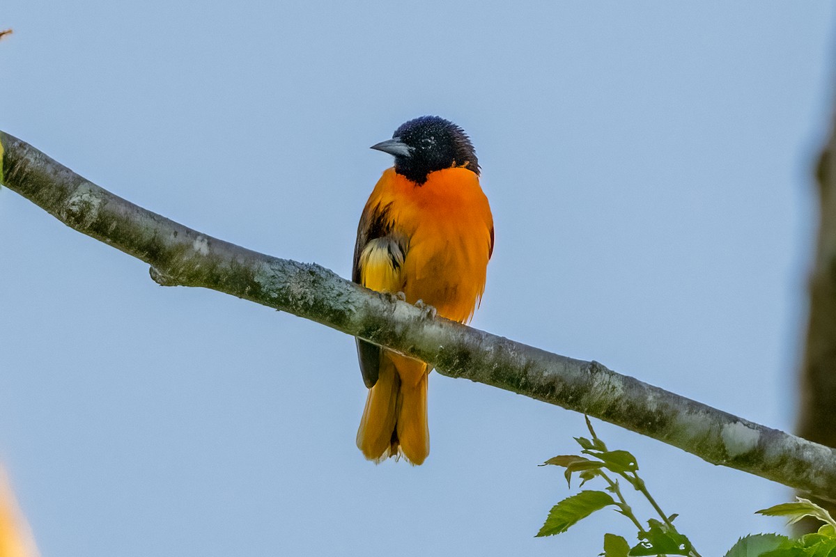 Baltimore Oriole - ML620475218