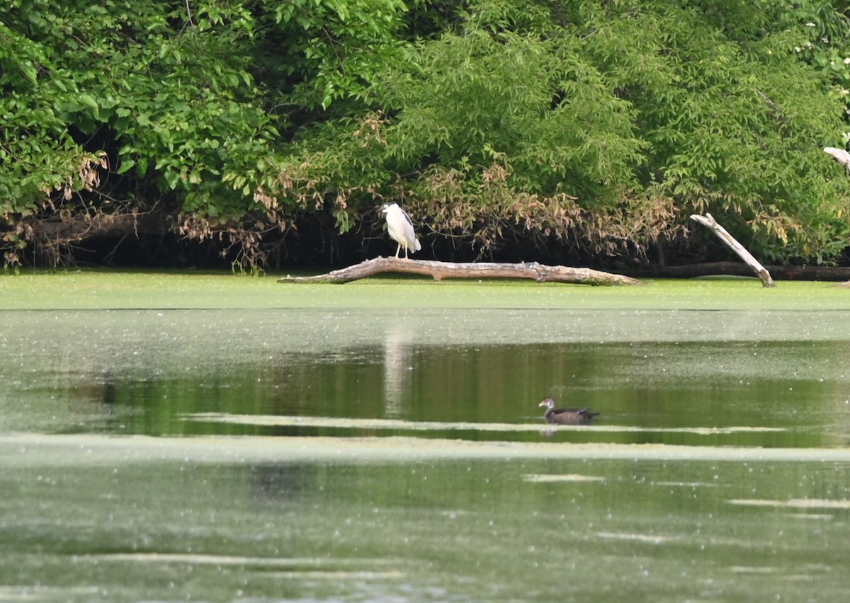 Black-crowned Night Heron - ML620475219