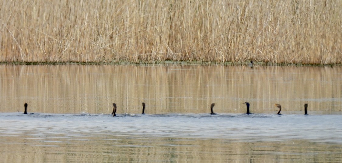 Double-crested Cormorant - ML620475221