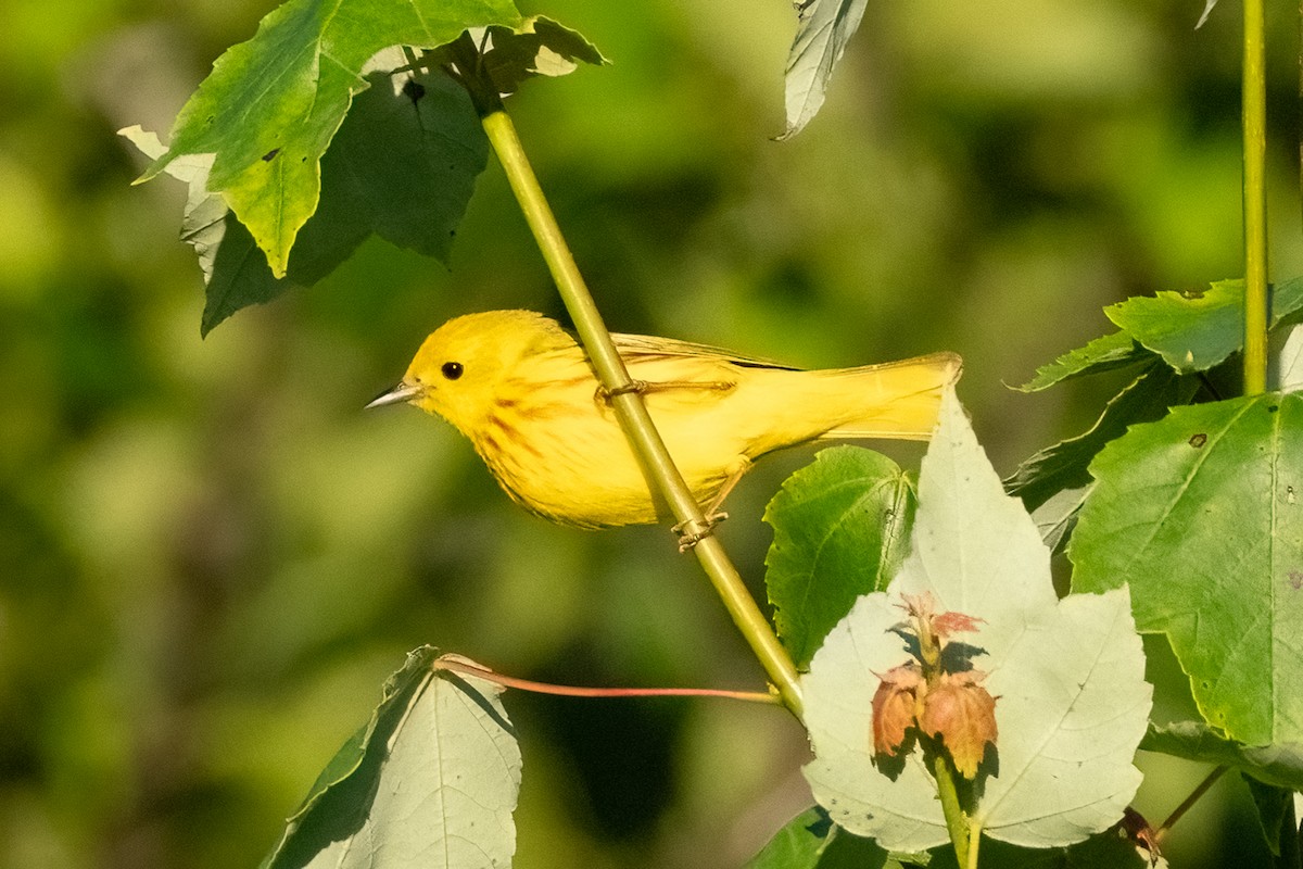 Yellow Warbler - ML620475225