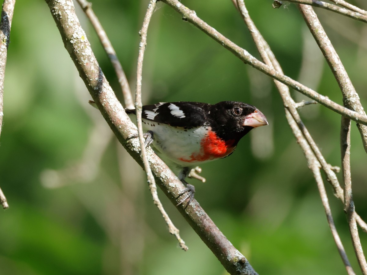 Rose-breasted Grosbeak - ML620475226