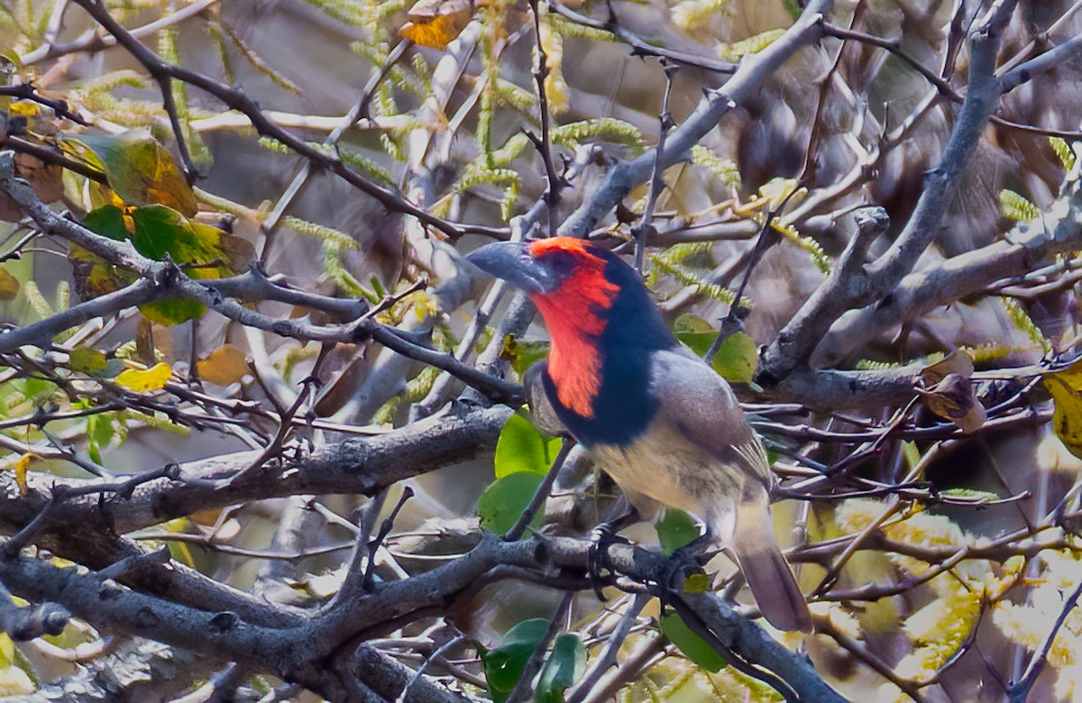 Black-collared Barbet - ML620475228