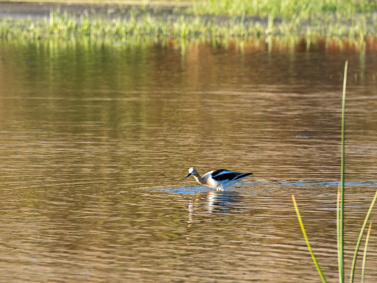 Avocette d'Amérique - ML620475232