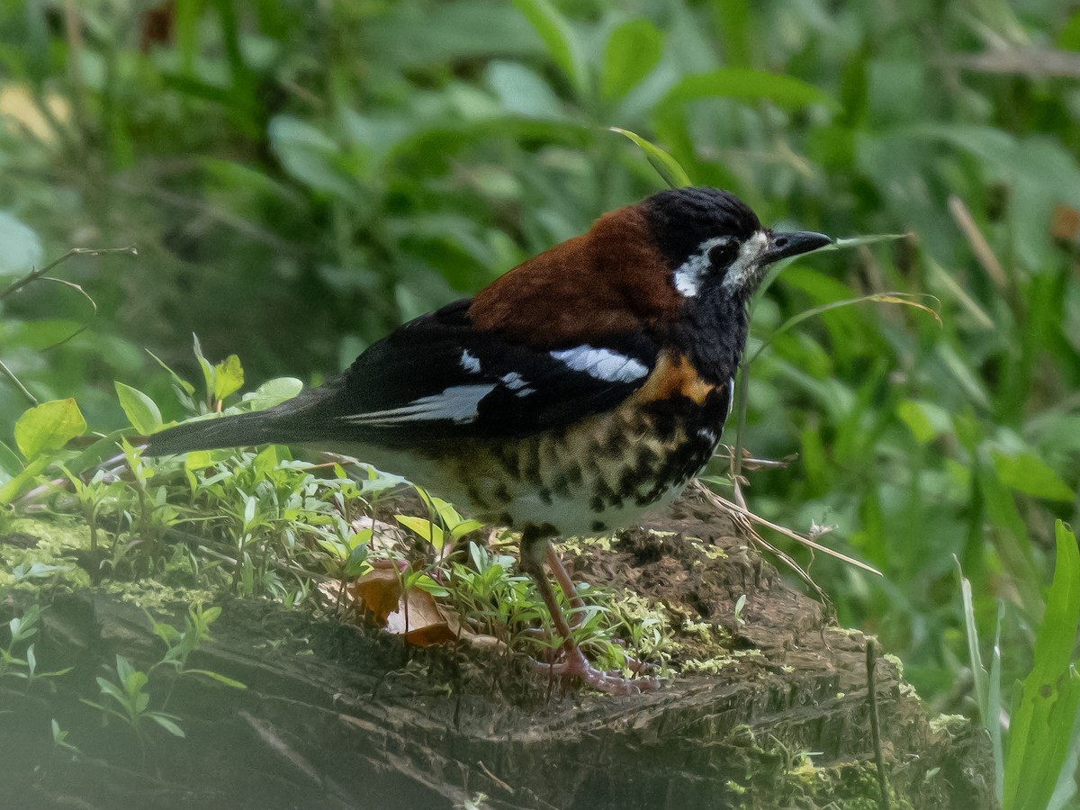 Chestnut-capped Thrush - ML620475235