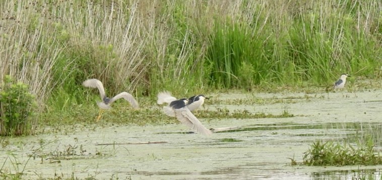 Black-crowned Night Heron - ML620475237