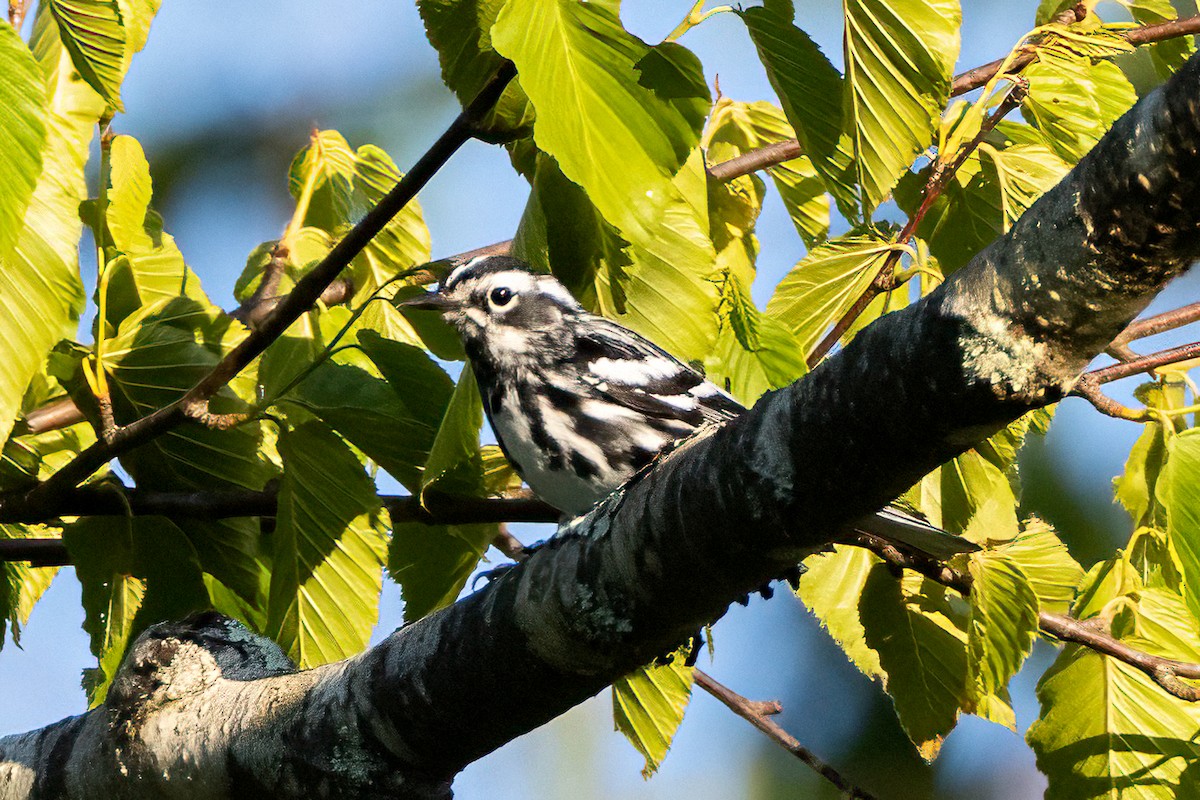 Black-and-white Warbler - ML620475242
