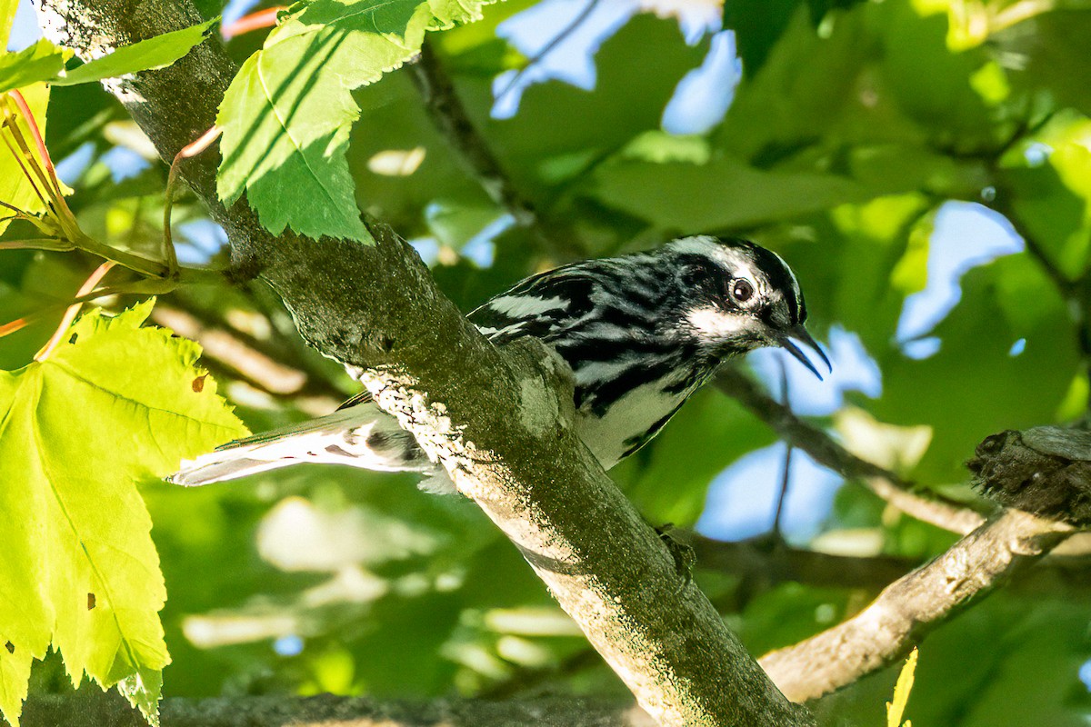 Black-and-white Warbler - ML620475243