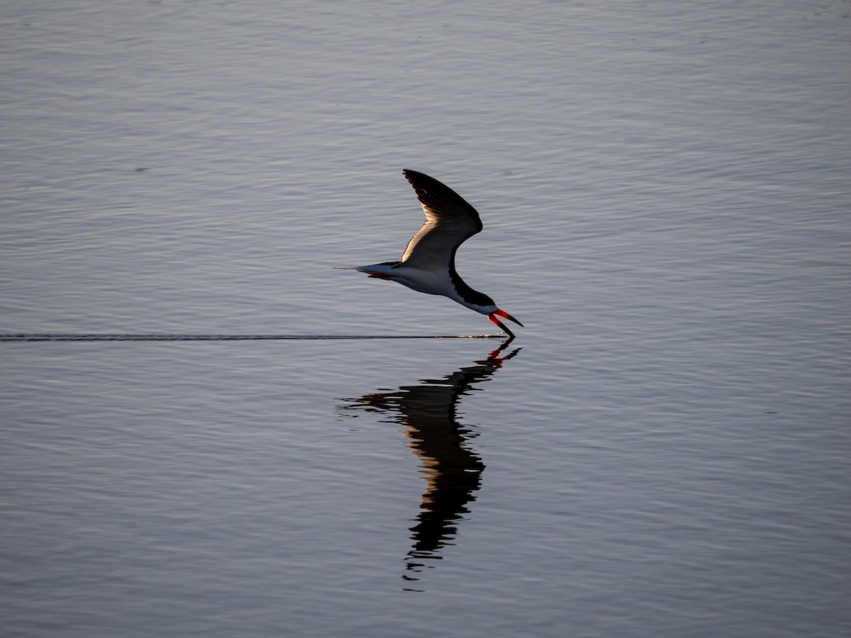 Black Skimmer - ML620475245