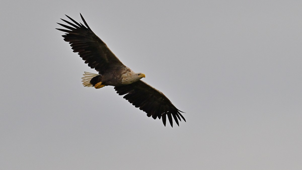 White-tailed Eagle - ML620475247