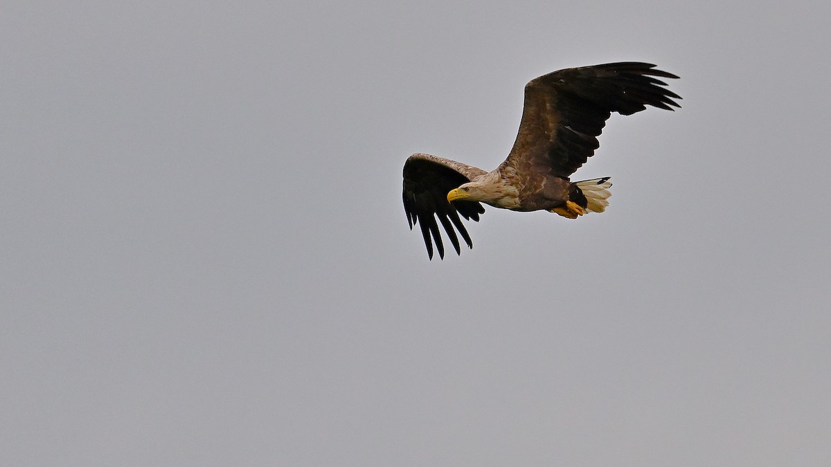 White-tailed Eagle - Soren Bentzen