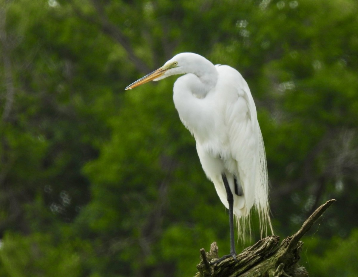 Great Egret - ML620475249