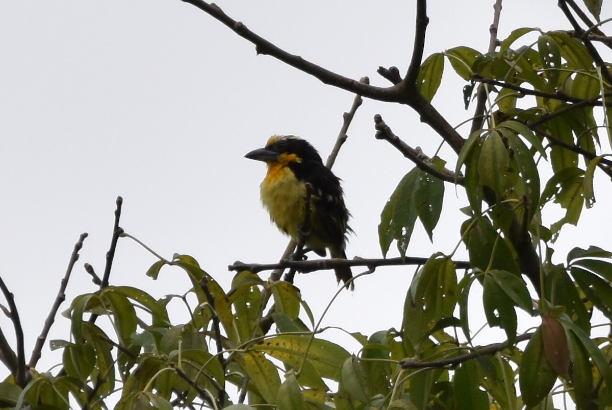 Gilded Barbet - ML620475250