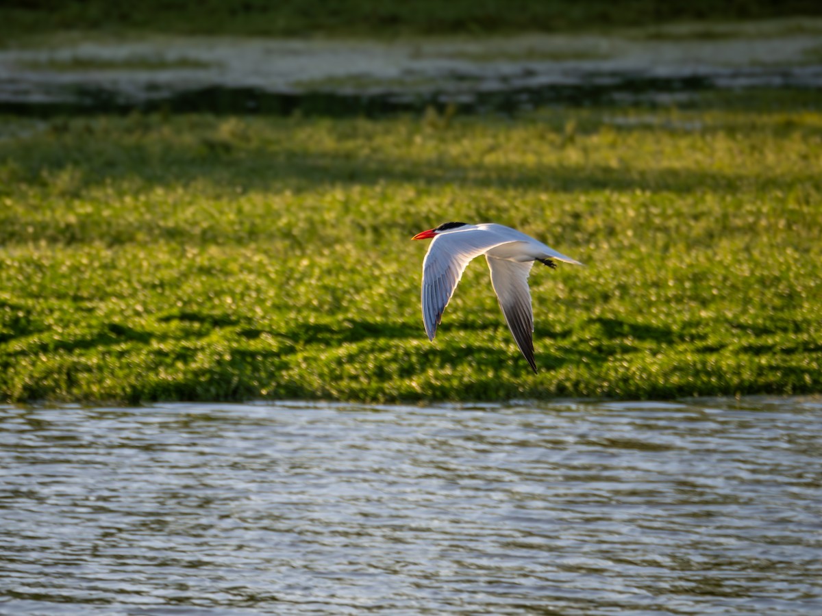 Caspian Tern - ML620475253