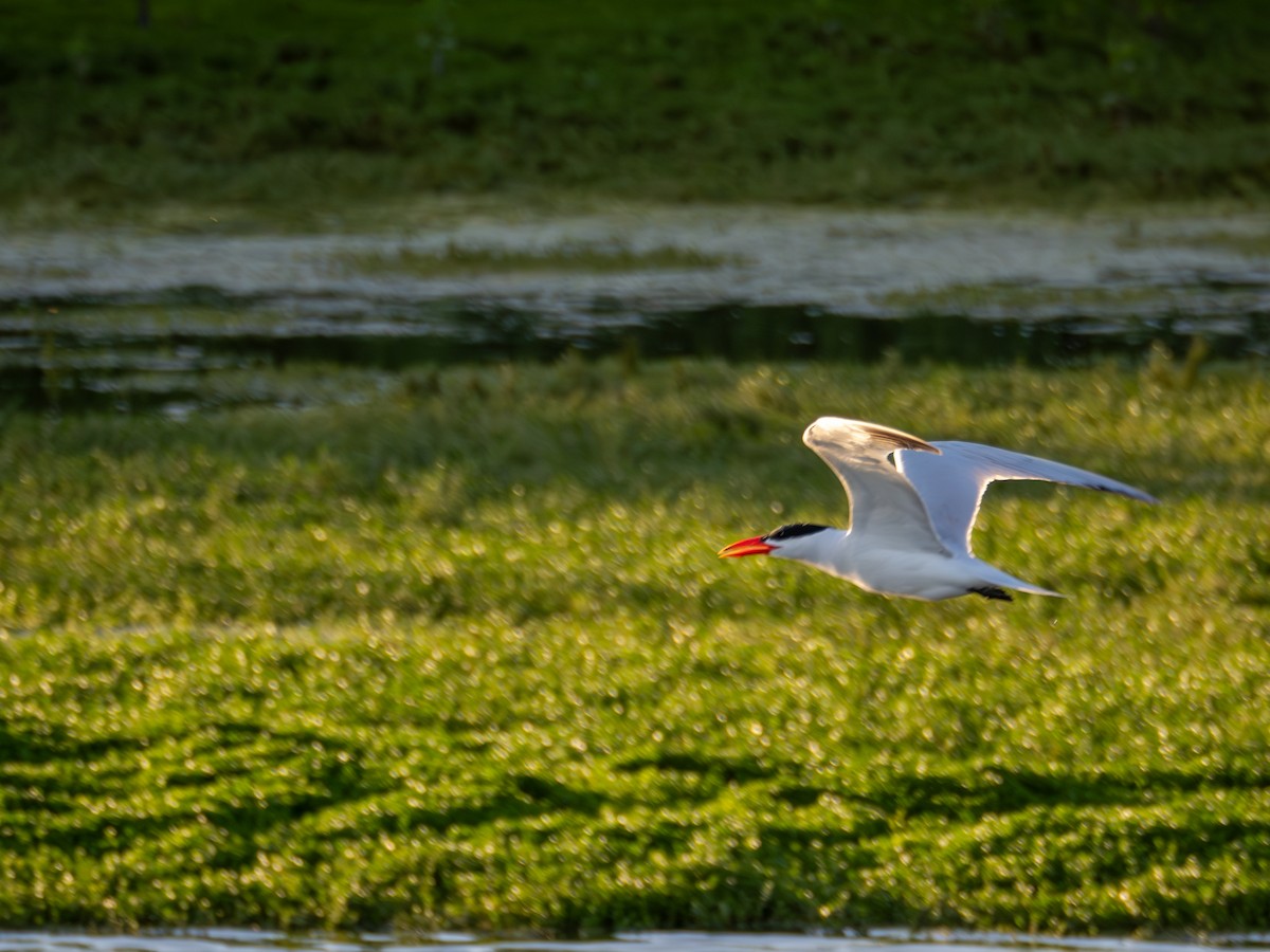 Caspian Tern - Michael Auda