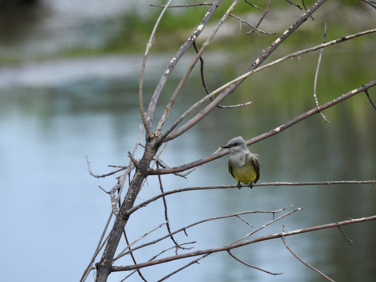 Western Kingbird - ML620475257