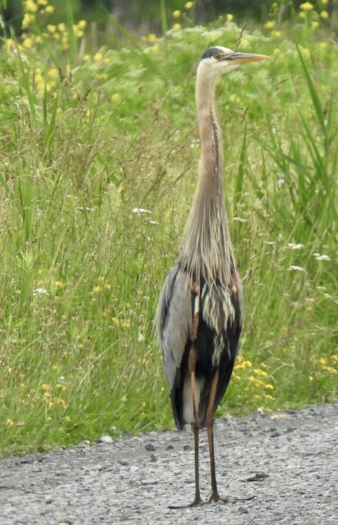 Great Blue Heron - Sue Bernstein