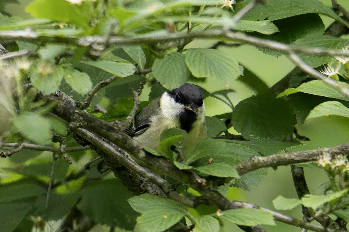 Great Tit - ML620475264