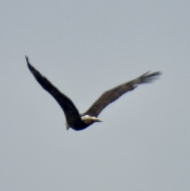 Белоголовый орлан - ML620475271