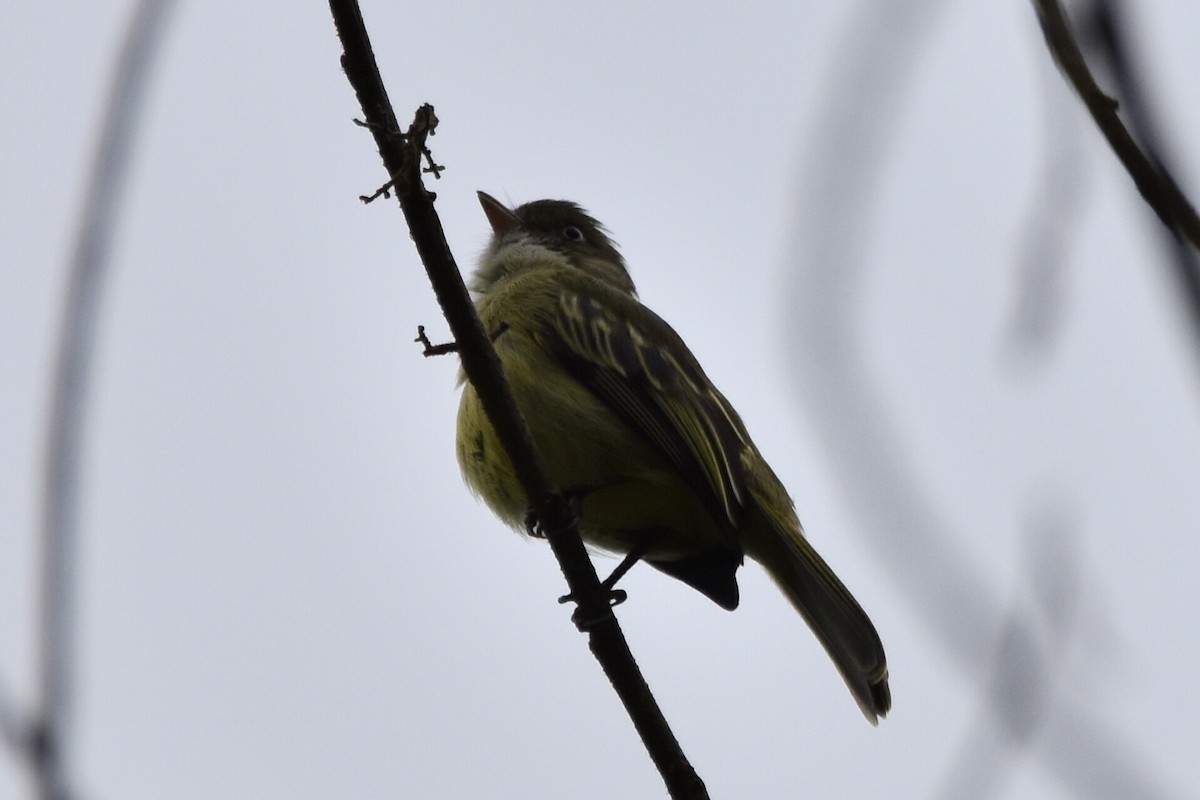 Mishana Tyrannulet - ML620475273