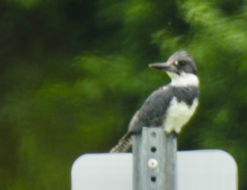 Belted Kingfisher - ML620475275