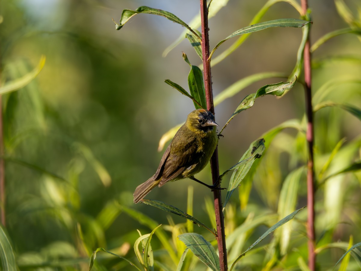 Orange-crowned Warbler - ML620475277