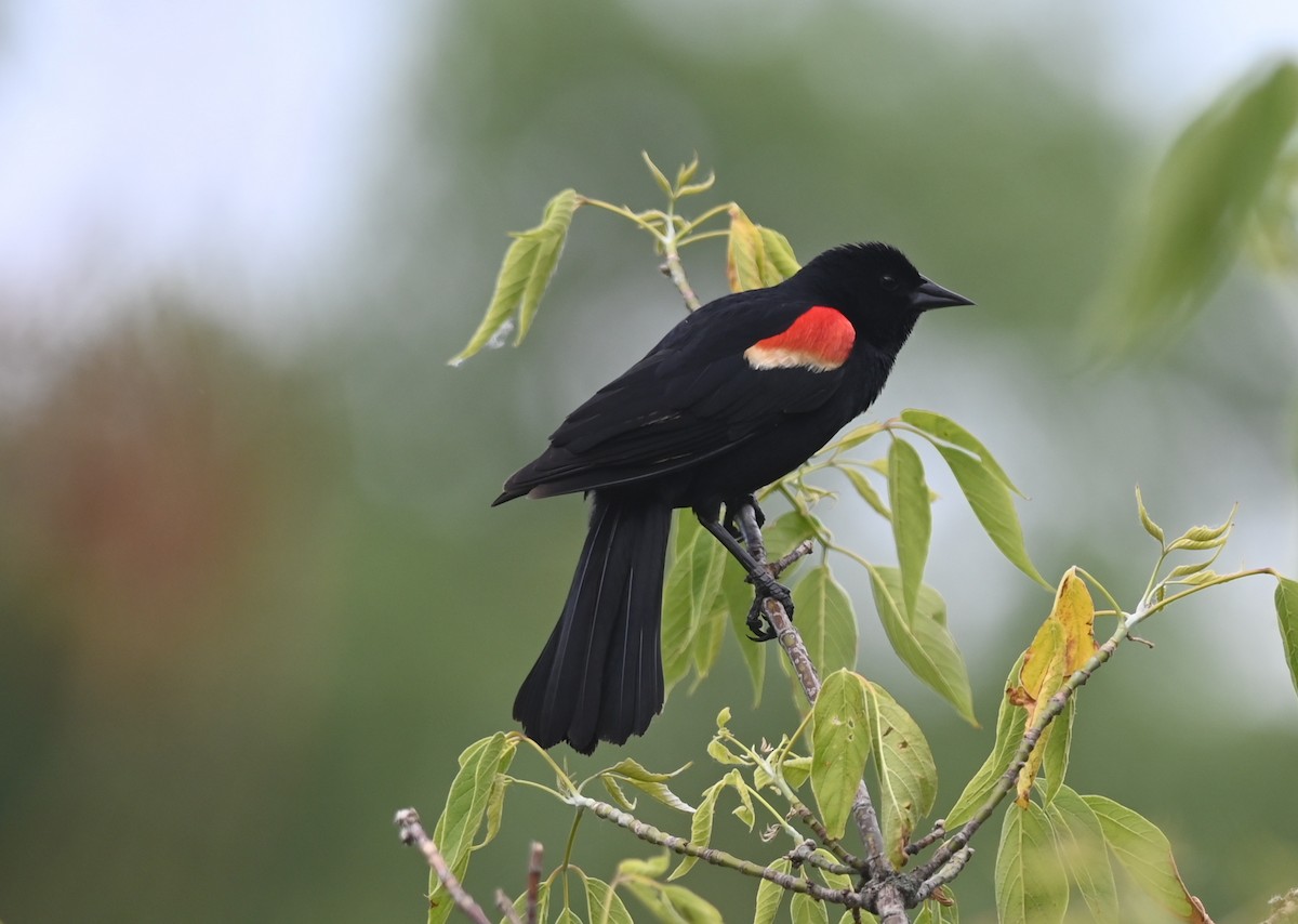 Red-winged Blackbird - ML620475278