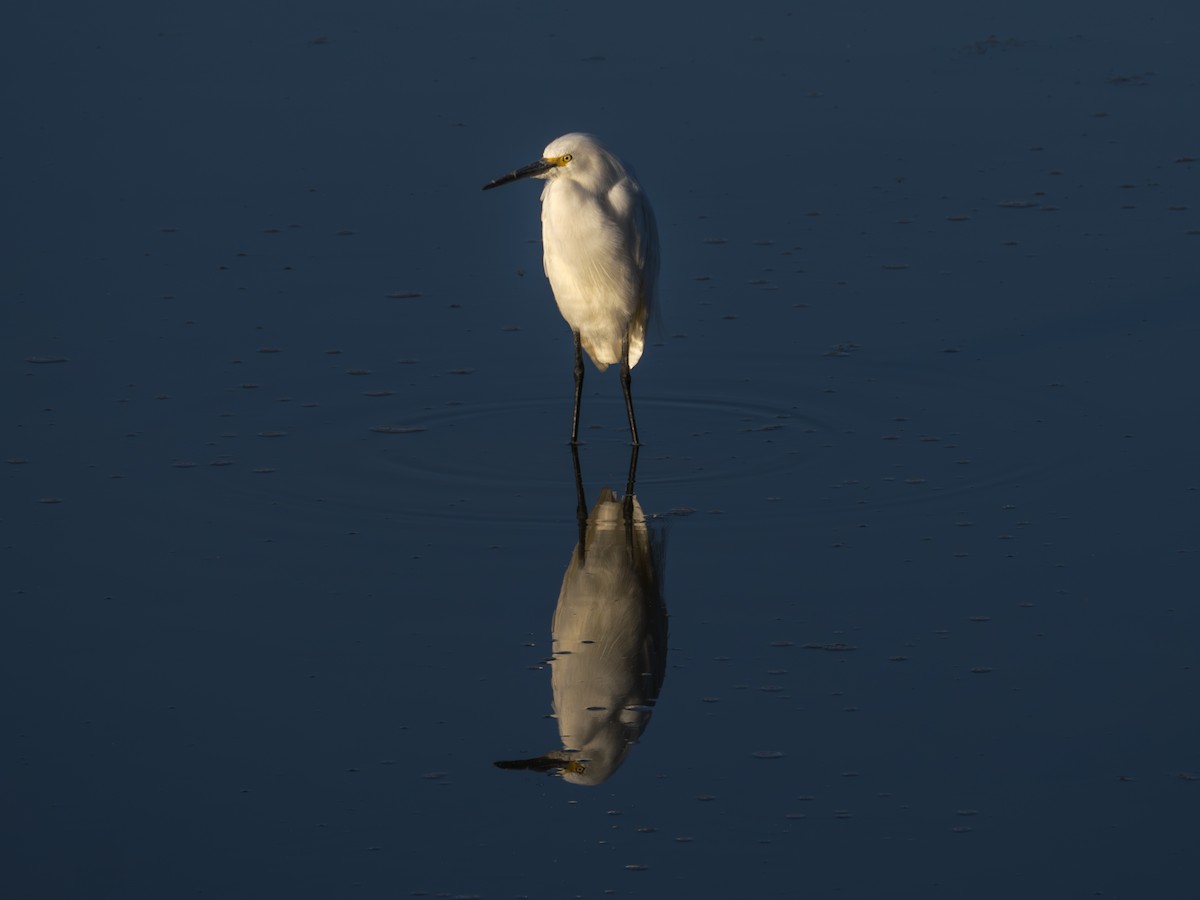 Snowy Egret - ML620475281