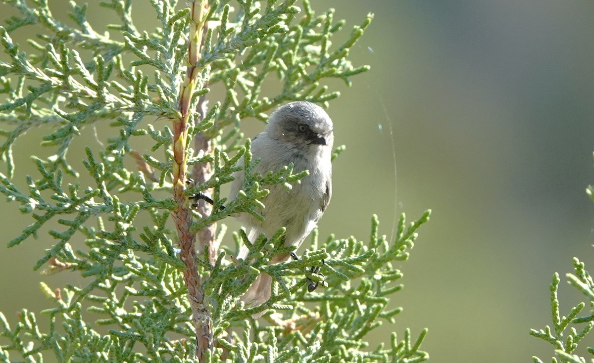 Bushtit - ML620475283