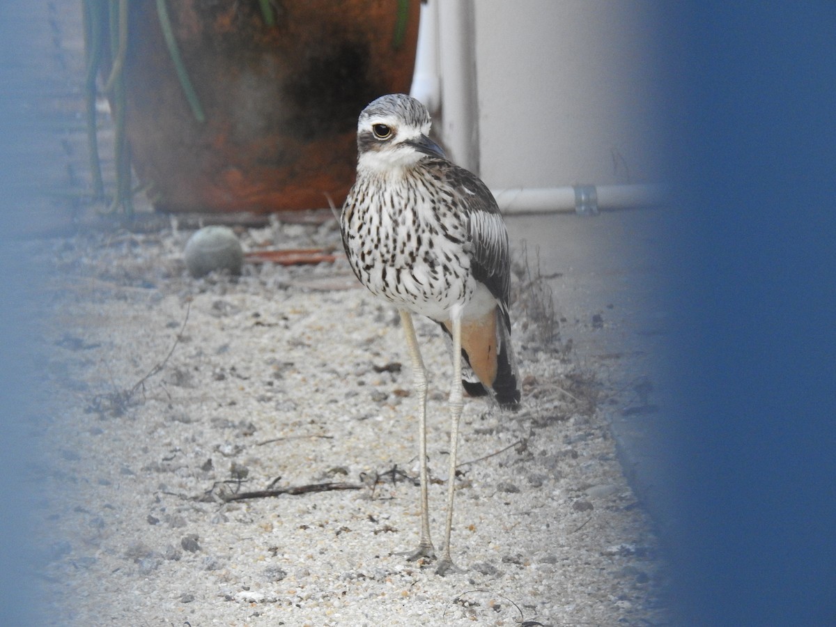 Bush Thick-knee - ML620475289