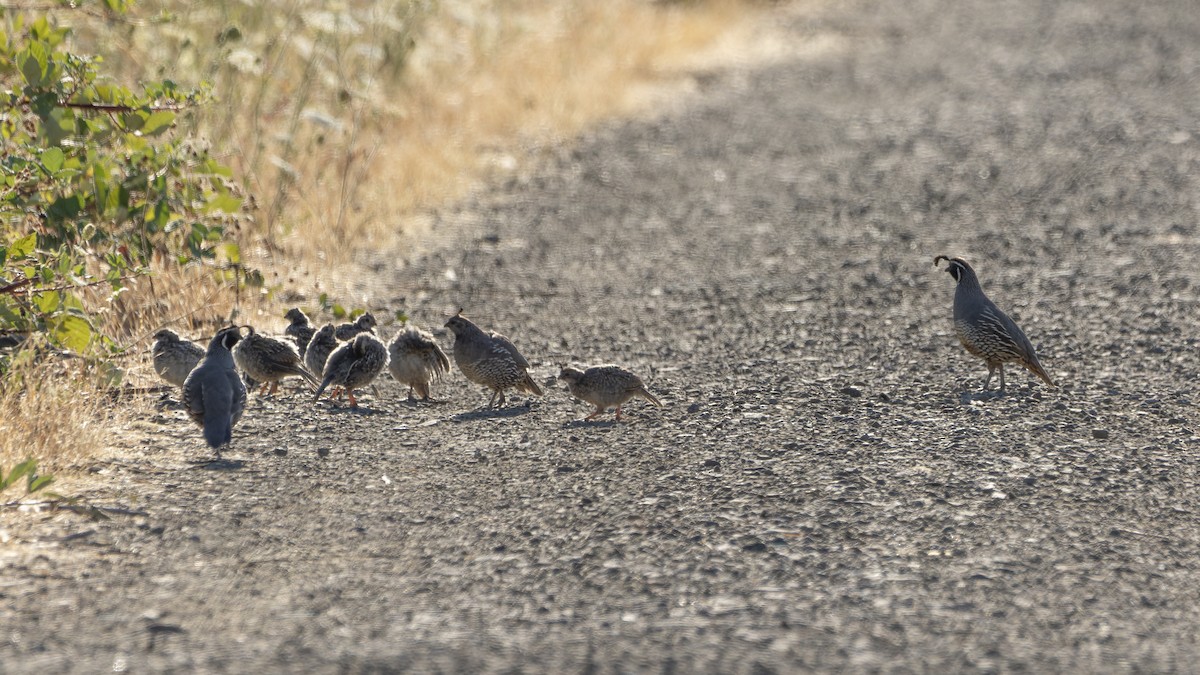 California Quail - ML620475290