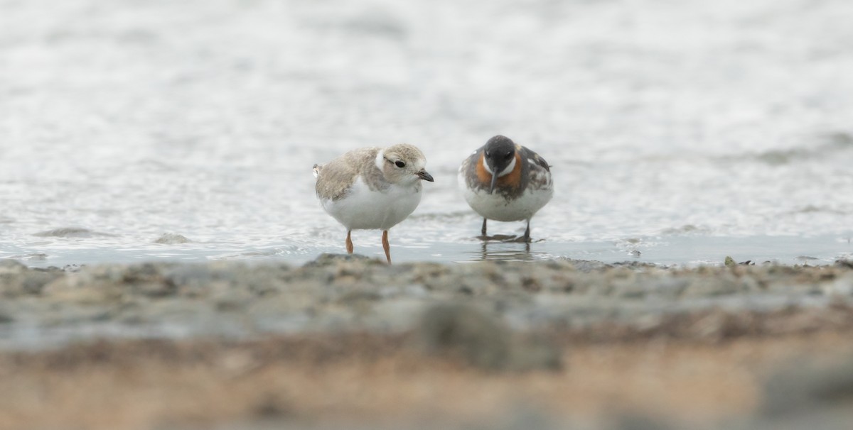 Piping Plover - ML620475298
