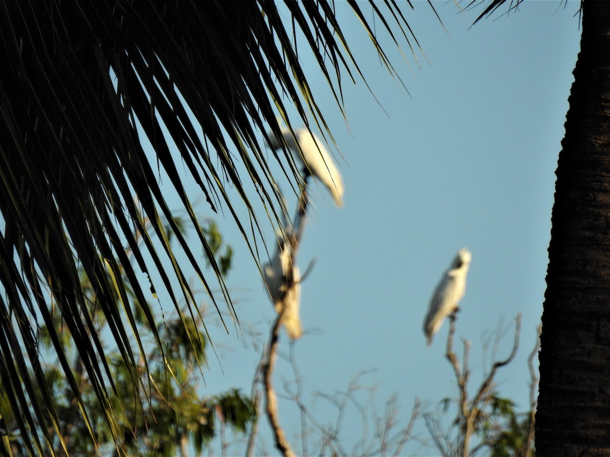 Sulphur-crested Cockatoo - ML620475302