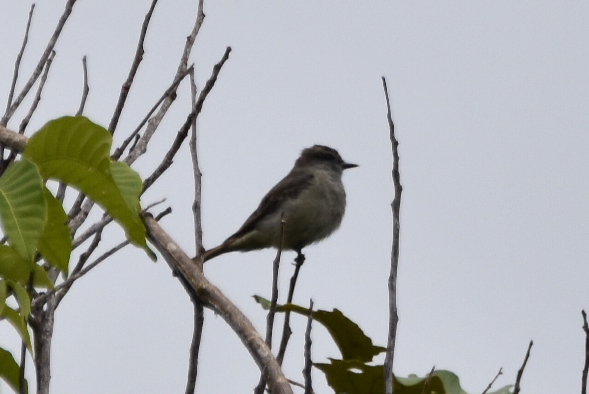 Crowned Slaty Flycatcher - ML620475305