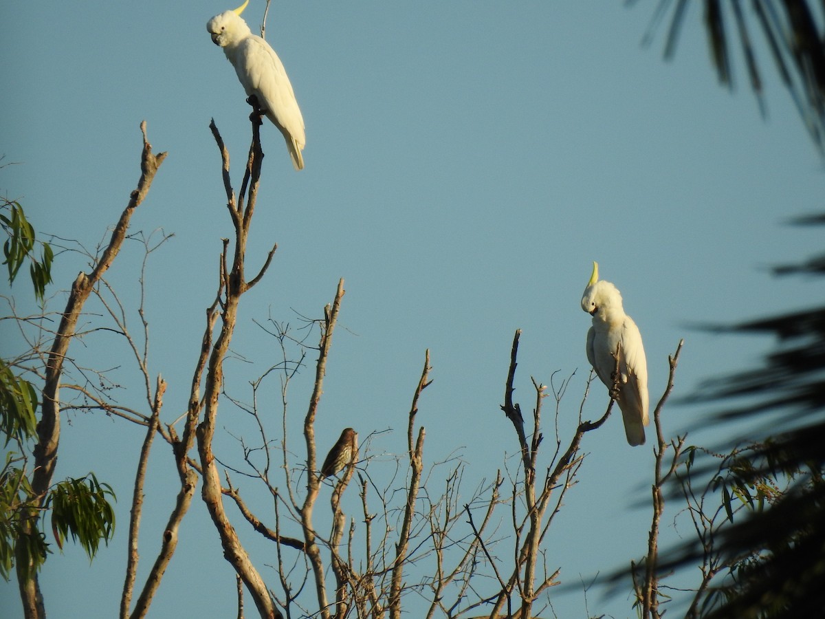 Sulphur-crested Cockatoo - ML620475306