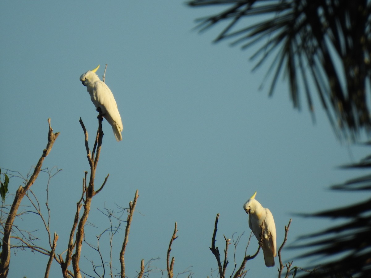 Sulphur-crested Cockatoo - Monica Mesch