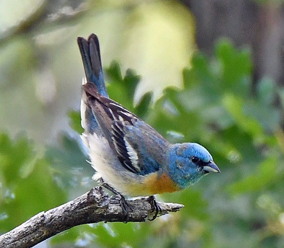 Lazuli Bunting - ML620475309