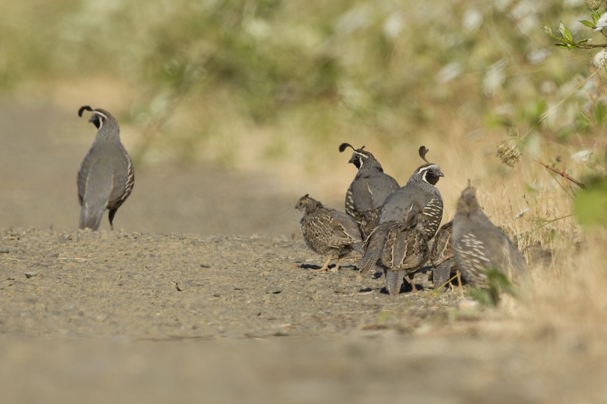 California Quail - ML620475313