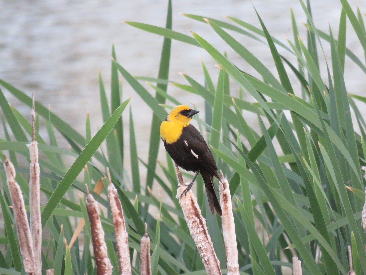 Yellow-headed Blackbird - ML620475315