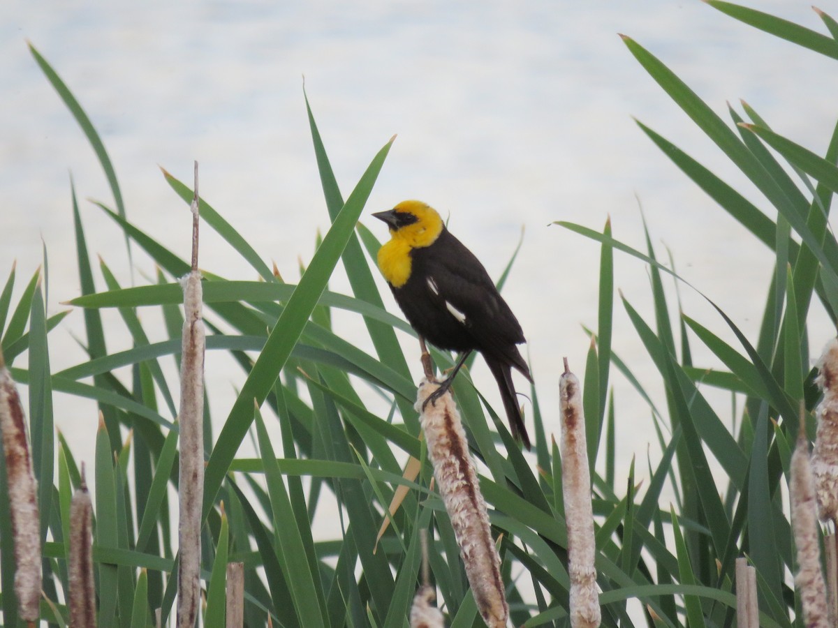 Yellow-headed Blackbird - ML620475316