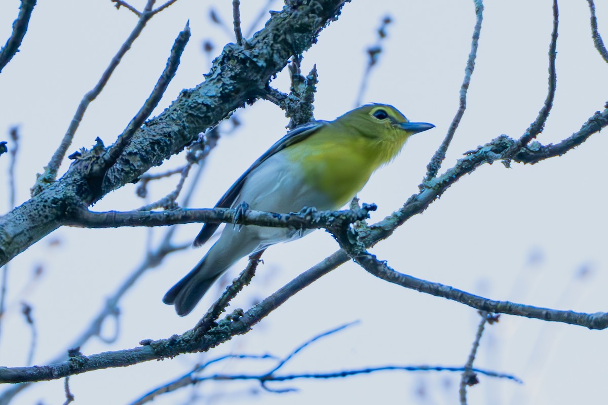 Yellow-throated Vireo - ML620475317