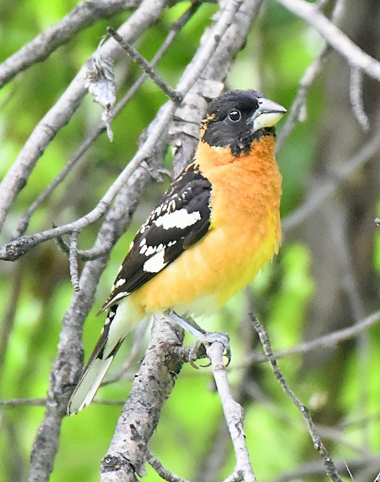 Cardinal à tête noire - ML620475318