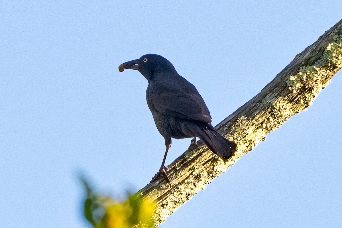 Common Grackle - ML620475320