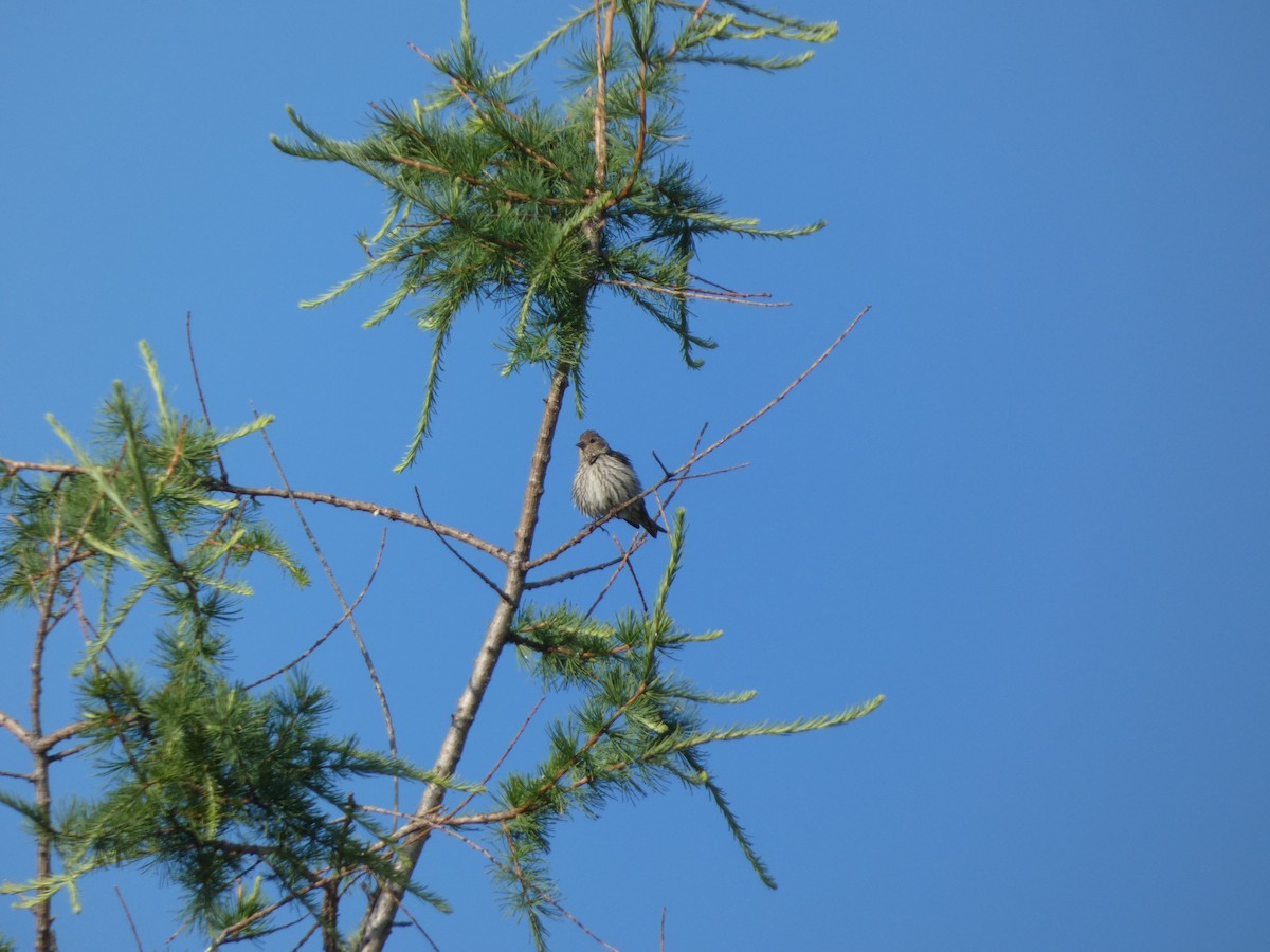 Pine Siskin - ML620475321